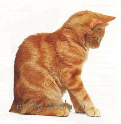 мэнская кошка (мэнкс)